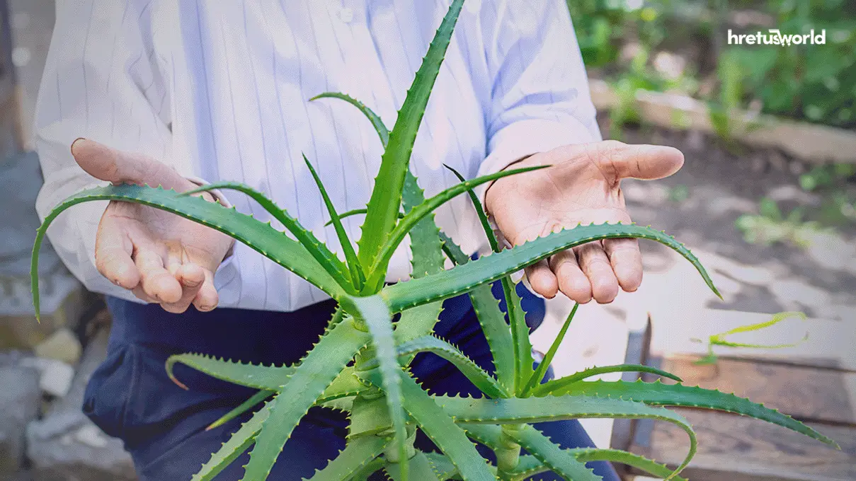 aloe vera Tree